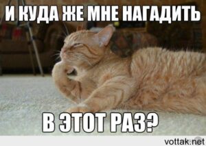 Кот писает мимо