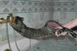 Научить кошку не бояться воды