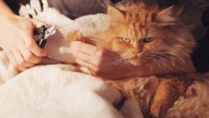 Приучение к процедурам кошку