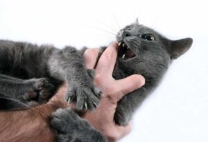 агрессия кошек