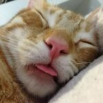 кот с высунутым языком