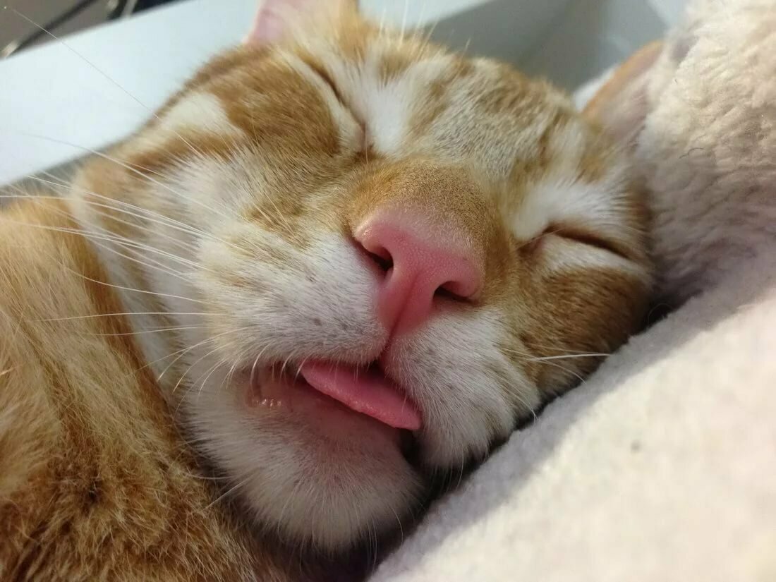 кот с высунутым языком