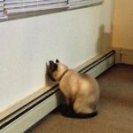 зоопсихолог для кошки